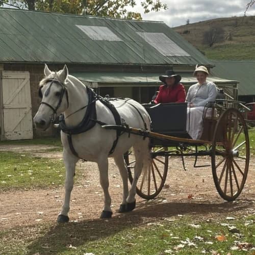 White horse leading a carriage