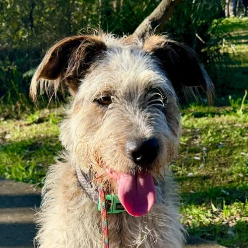 Dog working with a trainer